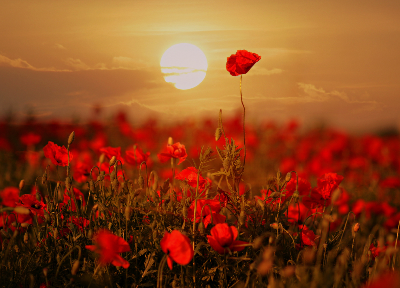 Poppy Flowers in the Field